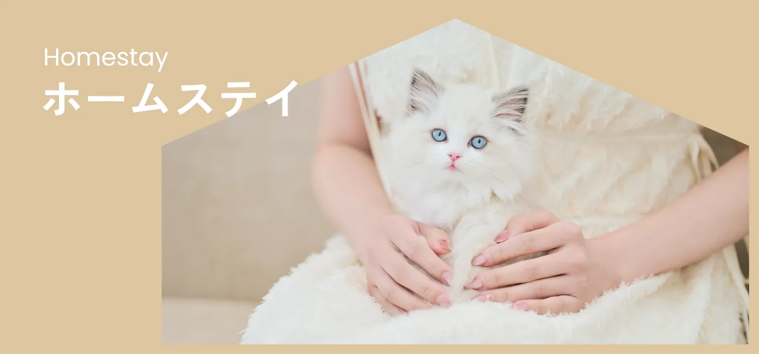 ホームステイバナー