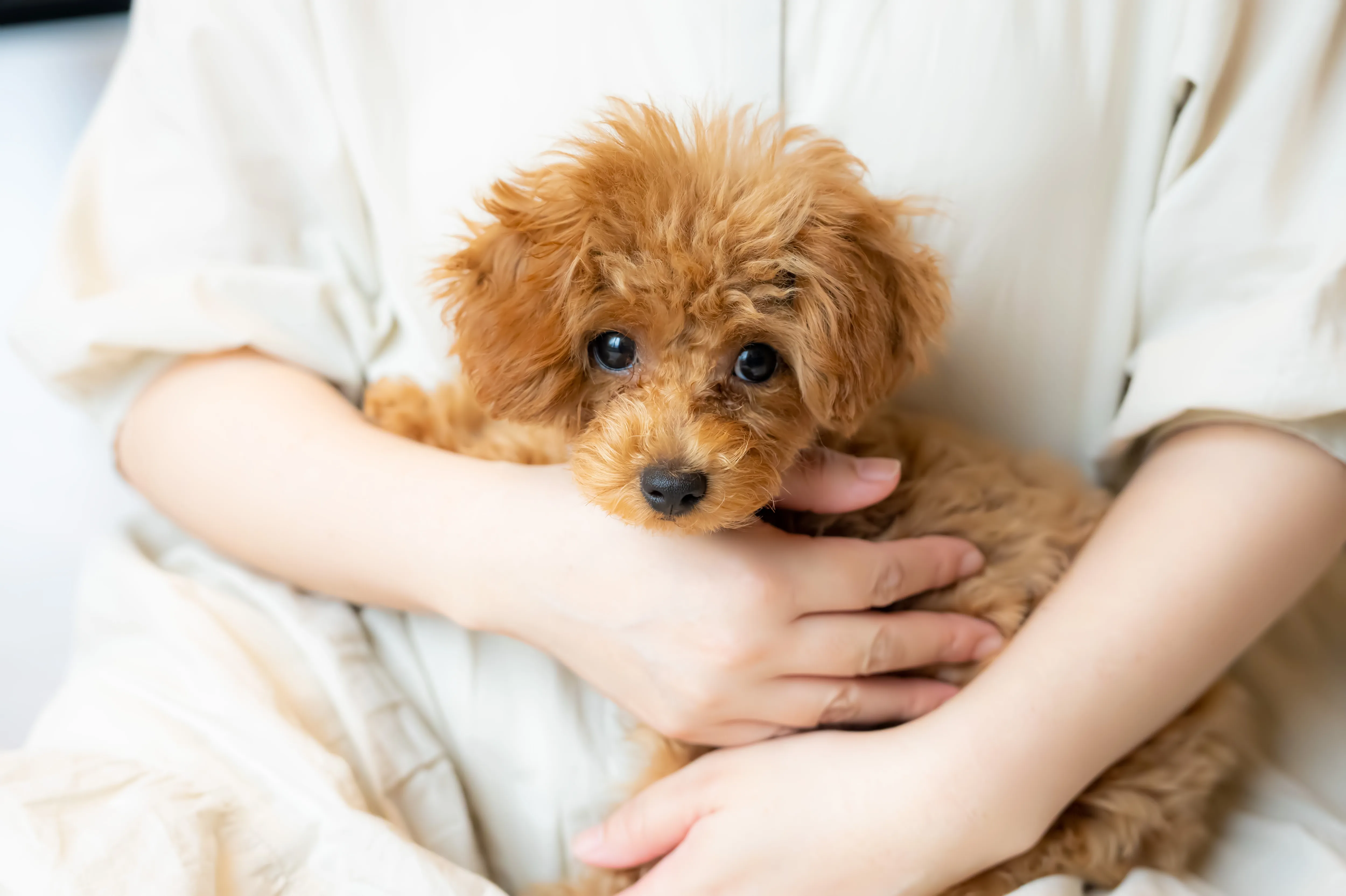 全国のブリーダーからお探しします
