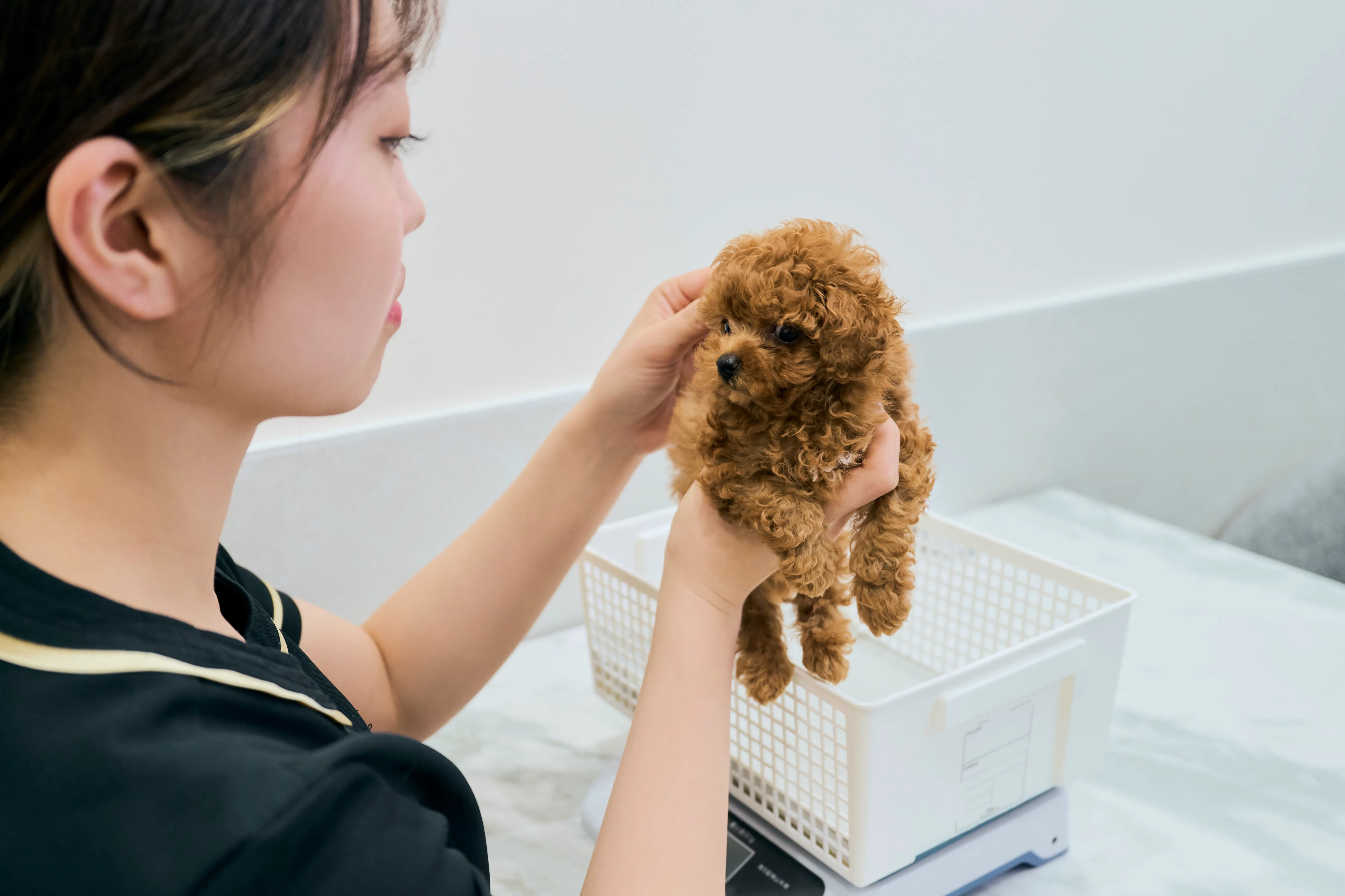 ペットのお世話