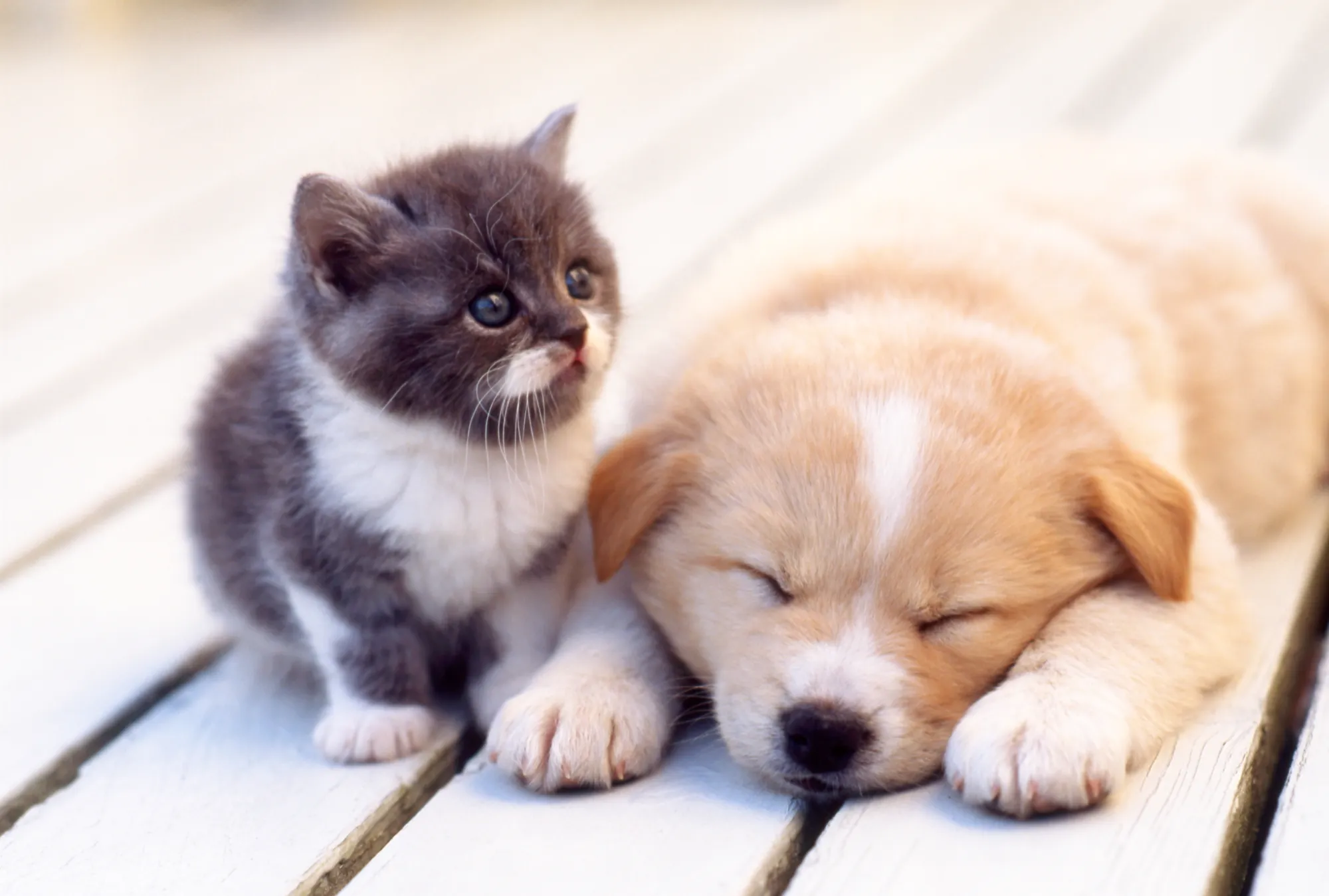 わんにゃんサポート